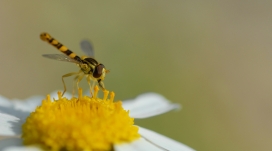 黄色花瓣上的食蚜蝇