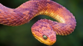 丛林毒蝰蛇