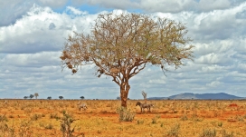 沙漠阴凉处树下的斑马