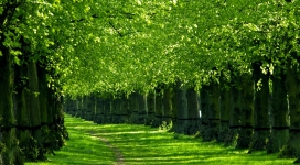 绿色树下路