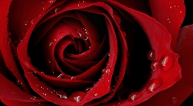 水滴单片红玫瑰