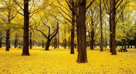 日本的黄秋-树林