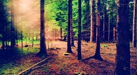 阳光下的森林