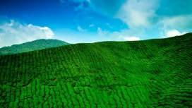 像软绵绵被子的绿色茶山区