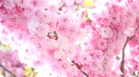 漂亮的粉红梅花壁纸