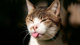 伸舌头的猫咪