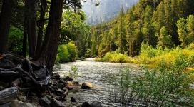 美国加州内华达森林公园小河壁纸