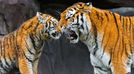 虎爱-母亲和儿子