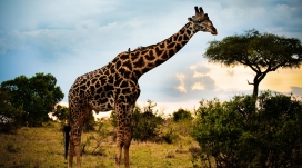 非洲长颈鹿动物壁纸