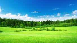 天空下的草绿色的草地与树