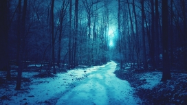 蓝色森林冬季