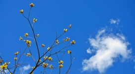 蔚蓝的天空和黄色的花朵
