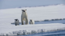 北极熊妈妈与两只熊宝贝
