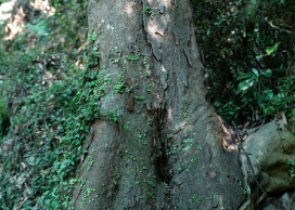 高清晰深山树林大树写真壁纸