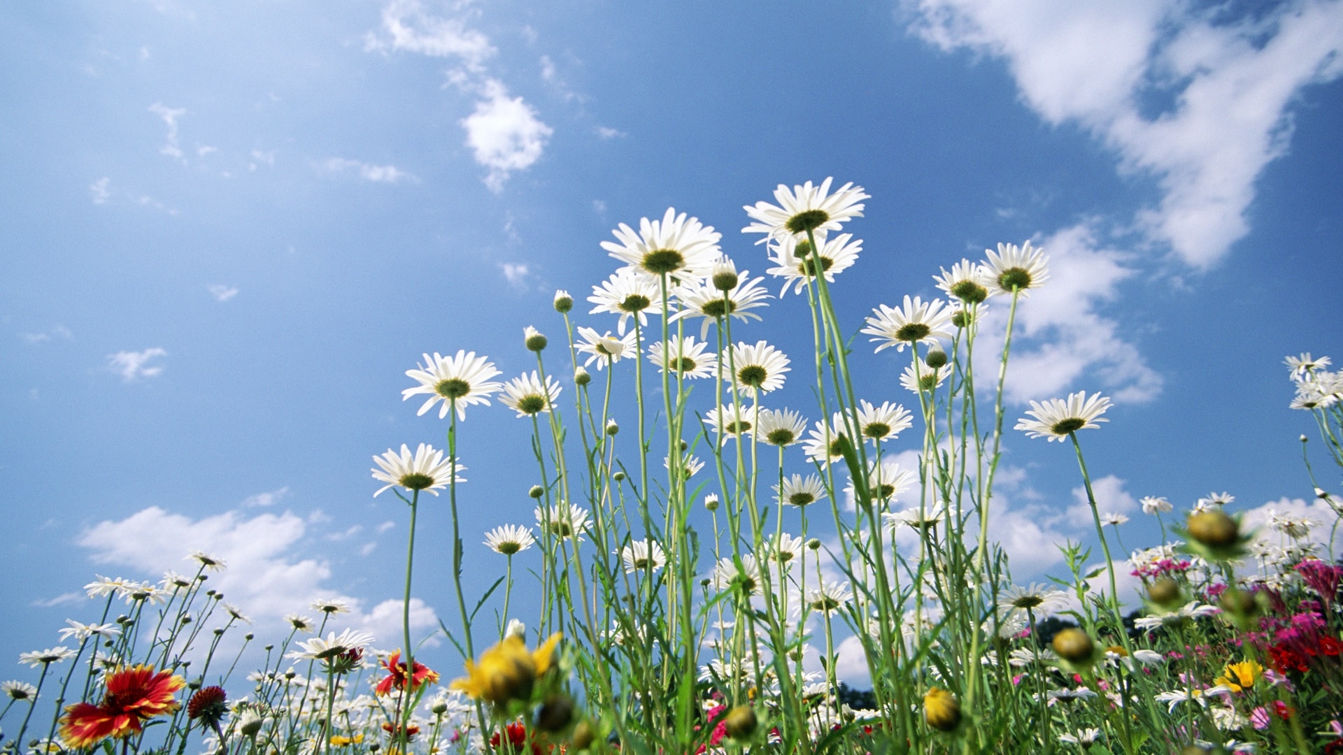 tag标签关键词:兰花    百花    植物    天空    蓝天    白云