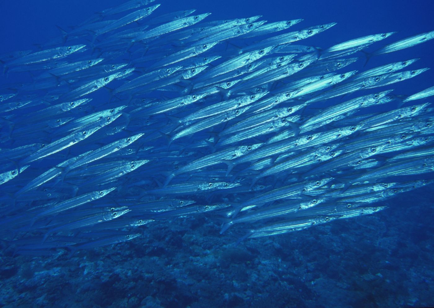 蓝海群鱼写真壁纸