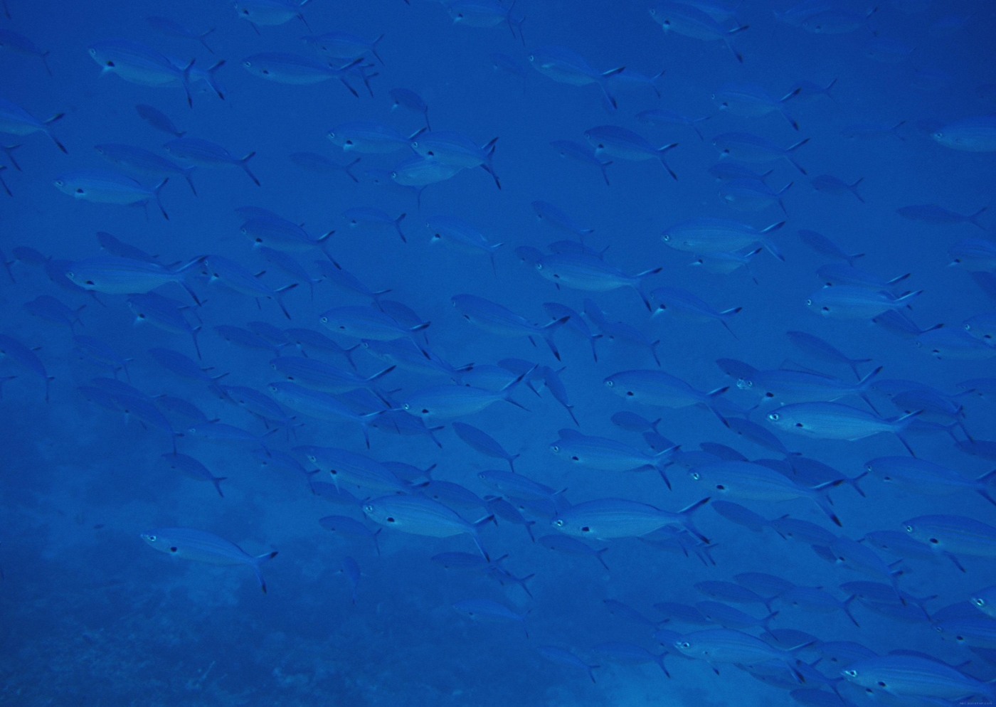 高清晰蓝色海洋群鱼壁纸