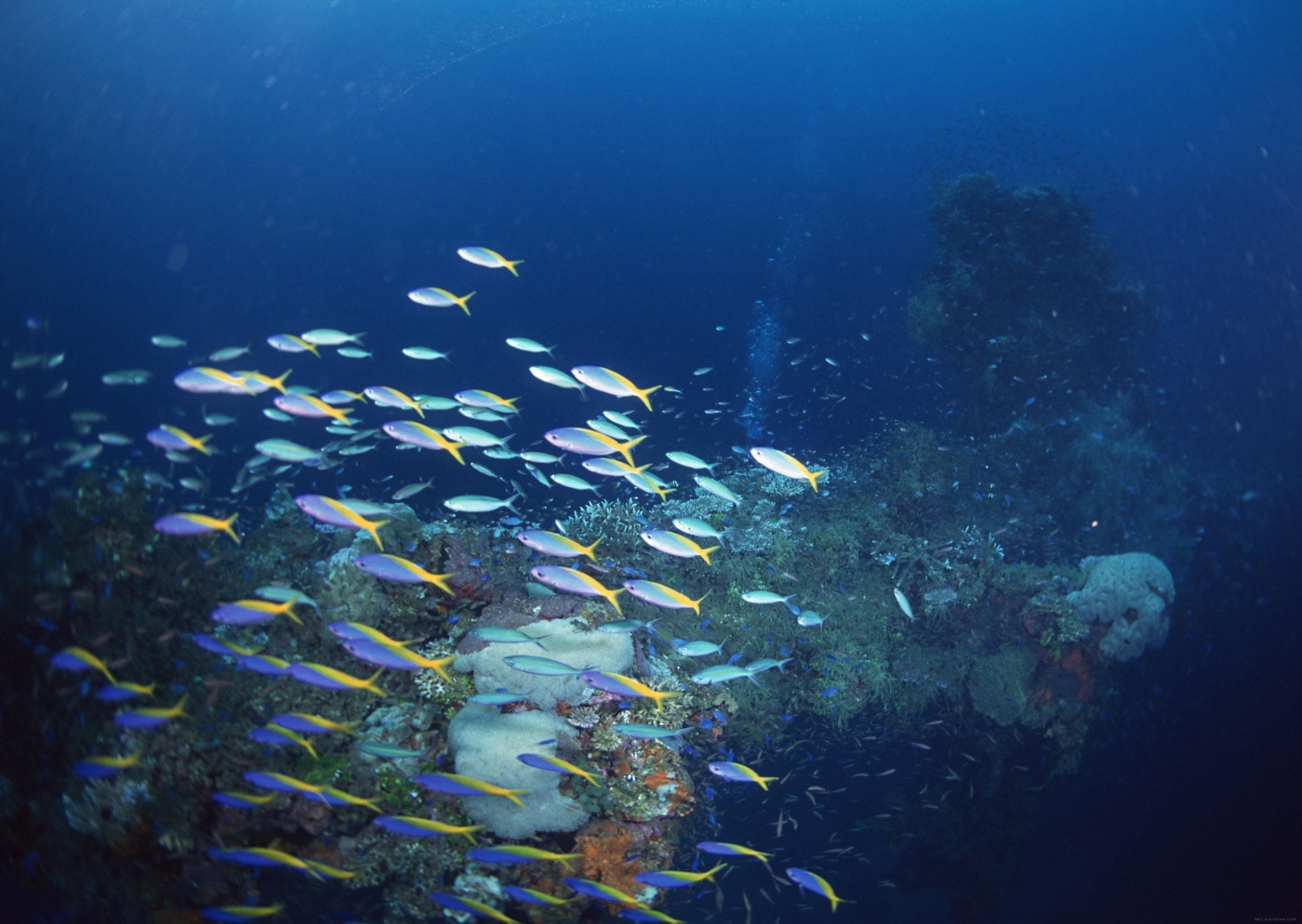 高清晰海底珊瑚礁群鱼壁纸
