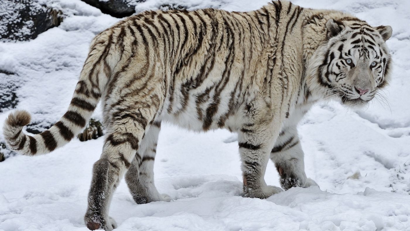 图库素材 - 艺术摄影 - 猫科 图片信息简介:行走在雪地上的东北虎