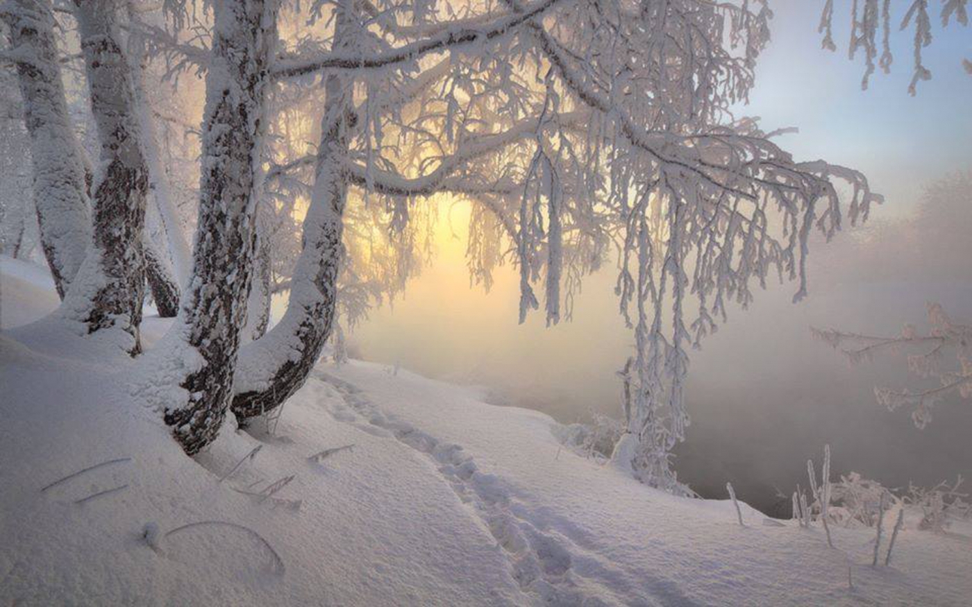 高清晰森林大雪美景壁纸