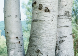 白色桦树写真壁纸