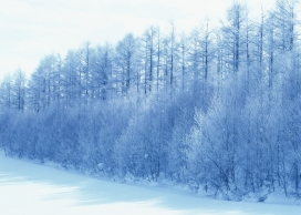 高清晰被白色积雪覆盖的森林壁纸