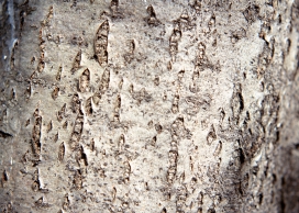 高清晰被虫侵袭过的老树皮壁纸