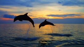 两只跳跃的鲸鱼海豚壁纸