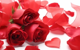 高清晰软红玫瑰花瓣壁纸