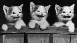 三只笑猫黑白壁纸