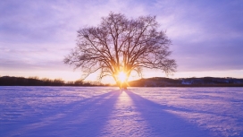 雪风景下的太阳树