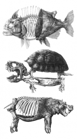 Carcasse-动物骨头插画