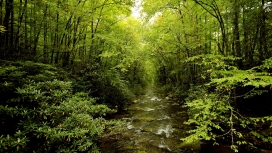 可爱的绿色森林小溪