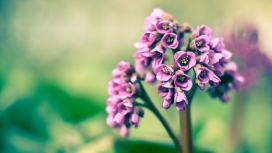 紫色的春天花朵