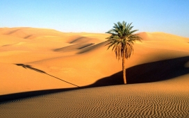 沙丘树