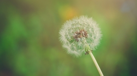 蒲公英花瓣壁纸