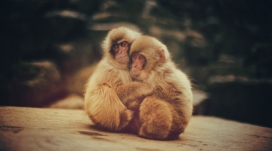 拥抱在一起的雪猴幼崽