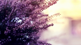 夏天的色彩-紫色花瓣植物