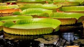 池塘水百花壁纸