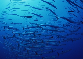 高清晰深海群鱼寻食壁纸