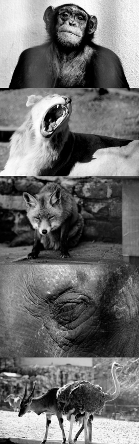Zoo B&W-动物黑白照片