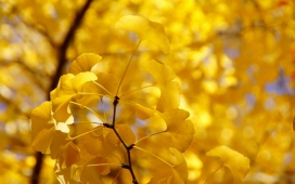 黄花树壁纸