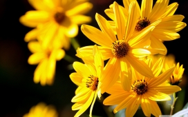 高清晰黄色菊花鲜花壁纸