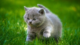 绿草中寻找食物的灰色小猫咪