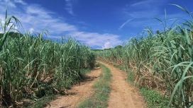 绿色乡间田野黄泥路