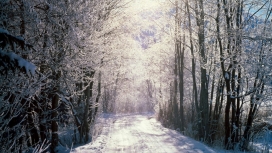 雪树林路