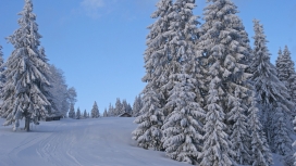 高清晰被雪覆盖的松树壁纸