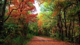 高清晰秋季森林路壁纸