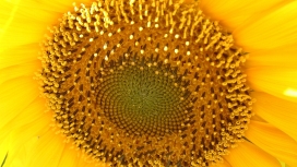高清晰向日葵花瓣壁纸