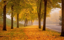 高清晰浪漫的秋季森林路壁纸